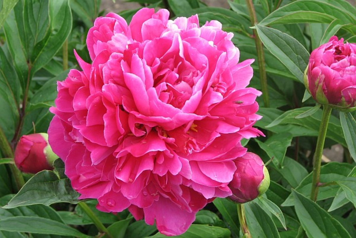 Peony